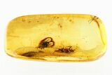 Detailed Fossil Dance Fly and Dung Midge In Baltic Amber #275504-1